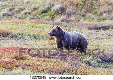 Stock Photo - A grizzly bear stands in colorful fall tundra in Denali National Park, Interior Alaska, Fall, USA.. Fotosearch