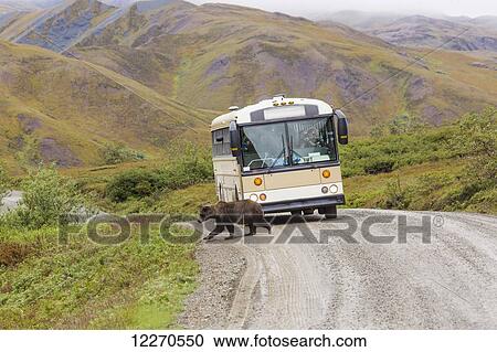 A grizzly bear walks across the Park Road in front of a wilderness tours bus in Denali National Park, Interior Alaska, Summer, USA. View Large Photo Image Stock Image - A grizzly bear walks across the Park Road in front of a wilderness tours bus in Denali National Park, Interior Alaska, Summer, USA.. Fotosearch