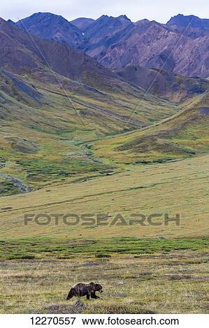 Stock Photo - A grizzly bear walks in green tundra with mountains in the background in Denali National Park, Interior Alaska, Summer, USA.. Fotosearch