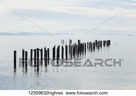 Stock Photograph - A group of old pilings with a heron, seagulls and cormorants sitting on pilings; Point Roberts, Washington, United States of America. Fotosearch