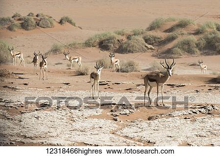 A group of Springbok (Antidorcas marsupialis) antelopes in the sand of Namib desert; Namibia View Large Photo Image Stock Photograph - A group of Springbok (Antidorcas marsupialis) antelopes in the sand of Namib desert; Namibia. Fotosearch