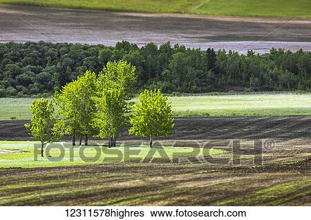 Stock Photograph - A group of trees in a grassy field surrounded by soil and a row of trees in the background, West of High River; Alberta, Canada. Fotosearch