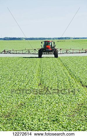 Picture - A high clearance sprayer applies herbicide to early growth canola, near Dugald; Manitoba, Canada. Fotosearch