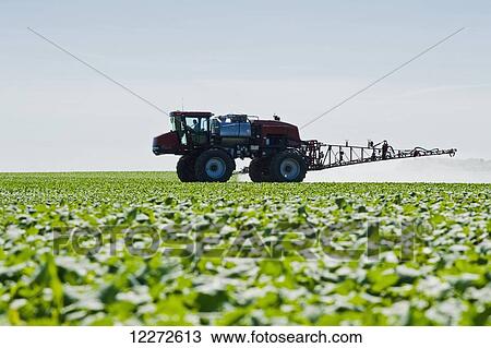 A high clearance sprayer applies herbicide to early growth canola, near Dugald; Manitoba, Canada View Large Photo Image Stock Image - A high clearance sprayer applies herbicide to early growth canola, near Dugald; Manitoba, Canada. Fotosearch