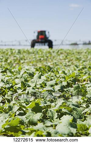 Stock Photography - A high clearance sprayer applies herbicide to early growth canola, near Dugald; Manitoba, Canada. Fotosearch