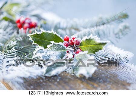 Stock Photograph - A holly branch with berries and fir boughs covered in frost on a wooden board in selective focus; British Columbia, Canada. Fotosearch