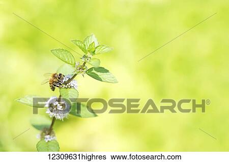 A honeybee on a mint plant flower with a blurred background; New Westminster, British Columbia, Canada View Large Photo Image Stock Photograph - A honeybee on a mint plant flower with a blurred background; New Westminster, British Columbia, Canada. Fotosearch