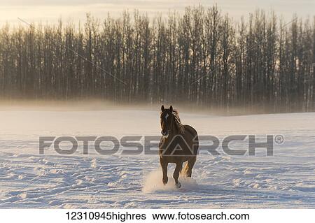 Stock Photograph - A horse running across a snow covered field in fog at sunrise; Cremona, Alberta, Canada. Fotosearch