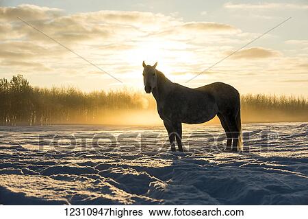 Stock Photograph - A horse standing in a snow covered field on a foggy morning during a golden sunrise; Cremona, Alberta, Canada. Fotosearch