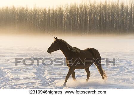 Stock Photograph - A horse walking across a snow covered field in fog at sunrise; Cremona, Alberta, Canada. Fotosearch