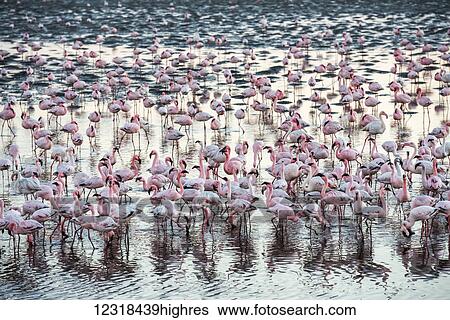 Stock Photograph - A huge colony of pink and white flamingos feeding during sunset at Walvis Bay on the Namibian coast; Namibia. Fotosearch