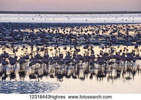 A huge colony of pink and white flamingos (Phoenicopteridae) is feeding during sunset at Walvis Bay on the Namibian coast; Namibia View Large Photo Image Stock Photograph - A huge colony of pink and white flamingos (Phoenicopteridae) is feeding during sunset at Walvis Bay on the Namibian coast; Namibia. Fotosearch