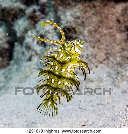 Stock Photograph - A juvenile Rockmover Wrasse ( Novaculichthys taeniourus) positioned over a coral sand off the Kona coast; Kona, Island of Hawaii, Hawaii, United States of America. Fotosearch