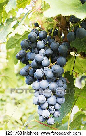 Stock Photograph - A large cluster of purple grapes is almost ripe for picking; Mendoza, Mendoza Province, Argentina. Fotosearch