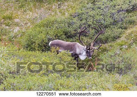 A large male caribou stands in short green brush in Denali National Park, Interior Alaska, Summer, USA. View Large Photo Image Stock Image - A large male caribou stands in short green brush in Denali National Park, Interior Alaska, Summer, USA.. Fotosearch