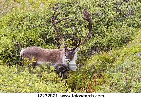 A large male Caribou stands in short green brush in Denali National Park, Interior Alaska, Summer, USA. View Large Photo Image Stock Image - A large male Caribou stands in short green brush in Denali National Park, Interior Alaska, Summer, USA.. Fotosearch