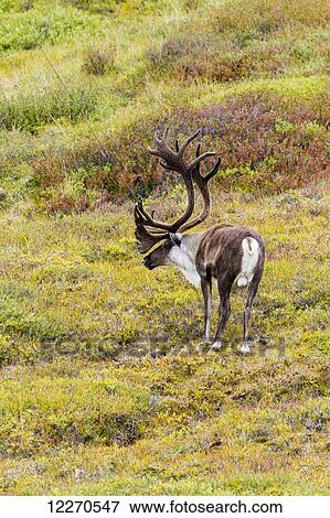Stock Photo - A large male caribou stands in short green brush in Denali National Park, Interior Alaska, Summer, USA.. Fotosearch