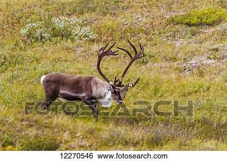 A large male caribou stands in short green brush in Denali National Park, Interior Alaska, Summer, USA. View Large Photo Image Stock Photograph - A large male caribou stands in short green brush in Denali National Park, Interior Alaska, Summer, USA.. Fotosearch