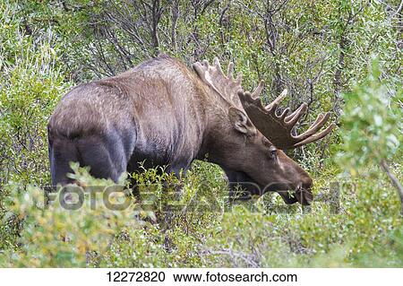 A large male moose feeds on short brush in Denali National Park, Interior Alaska, Summer, USA. View Large Photo Image Stock Image - A large male moose feeds on short brush in Denali National Park, Interior Alaska, Summer, USA.. Fotosearch