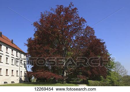 A large red-leafed tree beside a building and path; Die Herreninsel im Chiemsee, Bayern, Germany View Large Photo Image Picture - A large red-leafed tree beside a building and path; Die Herreninsel im Chiemsee, Bayern, Germany. Fotosearch
