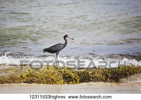Stock Photograph - A little blue heron (Egretta caerulea) in the surf; St. Croix, Virgin Islands, United States of America. Fotosearch