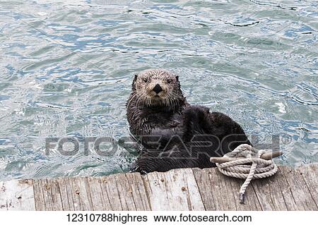 A lone otter swims in Resurrection Bay near Seward small boat harbor, South-central Alaska; Alaska, United States of America View Large Photo Image Stock Photograph - A lone otter swims in Resurrection Bay near Seward small boat harbor, South-central Alaska; Alaska, United States of America. Fotosearch