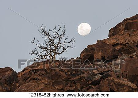 Stock Photograph - A lonely tree with some birds is growing up on a rocky mountain slope with almost full moon in the background; Namibia. Fotosearch