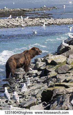 Stock Photograph - A male Brown bear (ursus arctos) roams along the bank and fish weir looking for easy salmon to catch at the fish hatchery, Allison Point outside of Valdez, South-central Alaska; Alaska, United States of America. Fotosearch