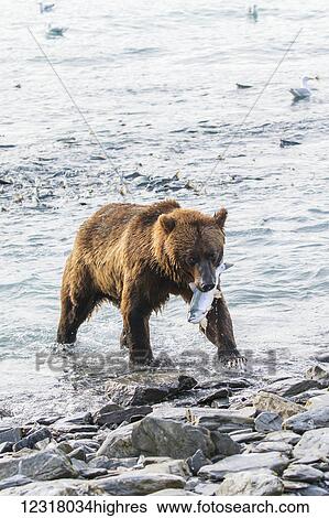 Stock Photograph - A male Brown bear (ursus arctos) catches a Pink salmon (Oncorhynchus gorbuscha) at the fish hatchery, where fishing is quite easy for bears, Allison Point, outside of Valdez; Alaska, United States of America. Fotosearch