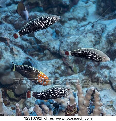 Stock Photograph - A male Psychedelic Wrasse with a harem of three females off the Kona coast; Kona, Island of Hawaii, Hawaii, United States of America. Fotosearch