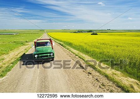 Stock Photography - A man driving an old truck on a country road with blooming mustard field on the right, near Ponteix; Saskatchewan, Canada. Fotosearch