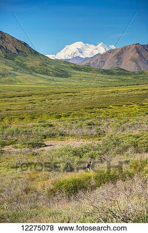 Stock Photo - A man hiking on tundra with Mount McKinley in the background, Denali National Park, Interior Alaska, Summer. Fotosearch