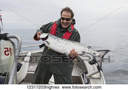 A man stands on a fish boat holding a freshly caught large chinook salmon; Queen Charlotte Islands, British Columbia, Canada View Large Photo Image Stock Photograph - A man stands on a fish boat holding a freshly caught large chinook salmon; Queen Charlotte Islands, British Columbia, Canada. Fotosearch