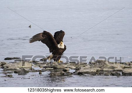 A mature Bald eagle (Haliaeetus leucocephalus) sits on shoreline and fends off other eagle while fishing for salmon at the fish hatchery, Allison Point, outside of Valdez; Alaska, United States of America View Large Photo Image Stock Photograph - A mature Bald eagle (Haliaeetus leucocephalus) sits on shoreline and fends off other eagle while fishing for salmon at the fish hatchery, Allison Point, outside of Valdez; Alaska, United States of America. Fotosearch