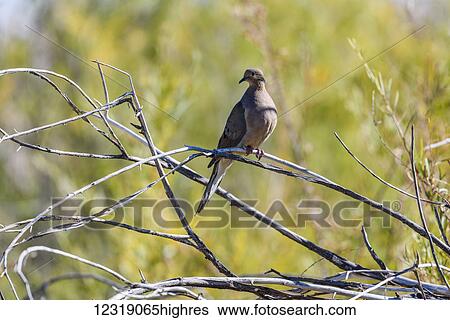 Stock Photograph - A Mourning Dove (Zenaida macroura) perches on a willow branch; Frenchglen, Oregon, United States of America. Fotosearch