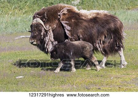 Stock Photograph - A muskox (Ovibos moschatus) cow shedding it's winter coat walks with her young calf, captive at the Alaska Wildlife Conservation Center, South-central Alaska; Portage, Alaska, United States of America. Fotosearch