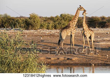 Stock Photograph - A Namibian giraffe family (Giraffa giraffa angolensis), mother and baby, resting near a watering place, Etosha National Park; Namibia. Fotosearch