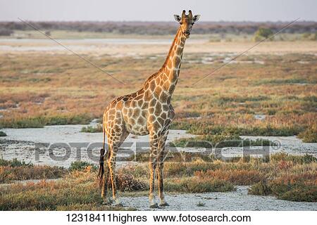 Stock Photograph - A Namibian giraffe (Giraffa giraffa angolensis) is dominating above savanna and looking at photographer, Etosha National Park; Namibia. Fotosearch