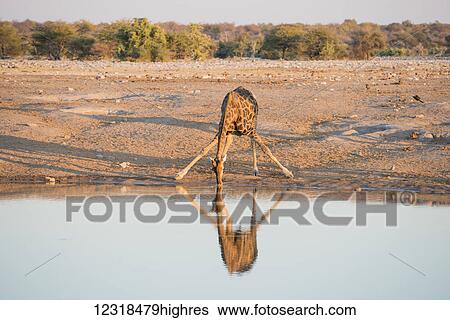 A Namibian giraffe (Giraffa giraffa angolensis) is drinking water in a funny manner during sunset in Etosha National Park; Namibia View Large Photo Image Stock Photograph - A Namibian giraffe (Giraffa giraffa angolensis) is drinking water in a funny manner during sunset in Etosha National Park; Namibia. Fotosearch