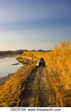 Picture - A native Alaskan woman drives an ATV on a colorful tree lined trail along the banks of the Noatak River, Noatak, Arctic Alaska, USA. Fotosearch