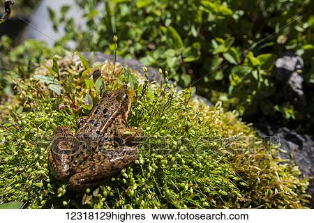 Stock Photograph - A Northern red-legged frog (Rana aurora) perches on moss in Mount Hood National Forest; Brightwood, Oregon, United States of America. Fotosearch