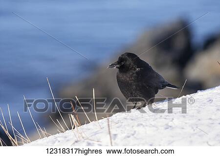 A northwestern crow (Corvus caurinus) perched on snow in winter near Cordova and Prince William Sound; Alaska, United States of America View Large Photo Image Stock Photograph - A northwestern crow (Corvus caurinus) perched on snow in winter near Cordova and Prince William Sound; Alaska, United States of America. Fotosearch
