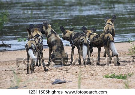 A pack of Cape Hunting Dogs (Lycaon pictus) looking to cross a river; South Africa View Large Photo Image Stock Photograph - A pack of Cape Hunting Dogs (Lycaon pictus) looking to cross a river; South Africa. Fotosearch
