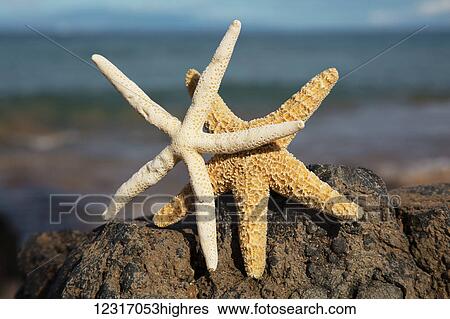 Stock Photograph - A Pair Of Sea Stars On Lava Rock With Ocean; Maui, Hawaii, United States of America. Fotosearch
