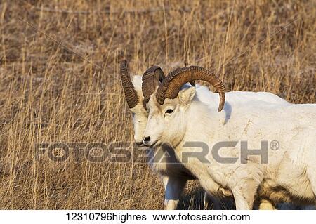 A pair of young Dall sheep (ovis dalli) rams walk side by side in the Chugach Mountains, South of Anchorage, South-central Alaska; Alaska, United States of America View Large Photo Image Stock Photograph - A pair of young Dall sheep (ovis dalli) rams walk side by side in the Chugach Mountains, South of Anchorage, South-central Alaska; Alaska, United States of America. Fotosearch