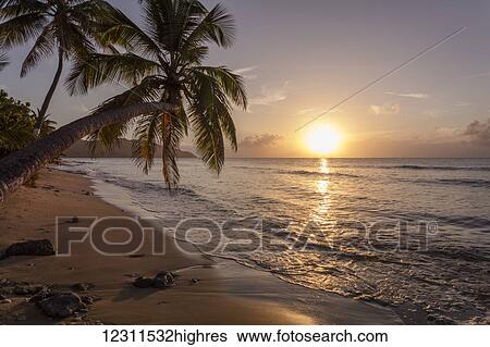 A palm tree silhouette at sunset; St. Croix, Virgin Islands, United States of America View Large Photo Image Stock Photograph - A palm tree silhouette at sunset; St. Croix, Virgin Islands, United States of America. Fotosearch