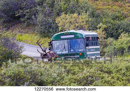 Stock Photograph - A park shuttle bus follows a large male caribou on the park road in Denali National Park, Interior Alaska, Summer, USA.. Fotosearch