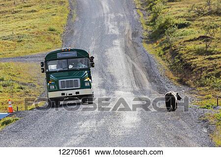 A park shuttle bus stops to view a large grizzly bear walking on the park road in Denali National Park, Interior Alaska, Summer, USA. View Large Photo Image Stock Image - A park shuttle bus stops to view a large grizzly bear walking on the park road in Denali National Park, Interior Alaska, Summer, USA.. Fotosearch
