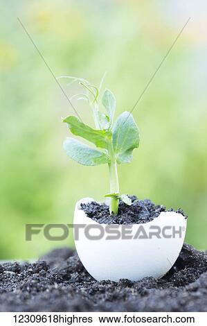 Stock Photograph - A pea sprout growing in dirt in broken egg shell with a green blurred background; New Westminster, British Columbia, Canada. Fotosearch