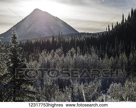 A peaked mountain under sunlight with forest in the foreground; British Columbia, Canada View Large Photo Image Stock Photograph - A peaked mountain under sunlight with forest in the foreground; British Columbia, Canada. Fotosearch